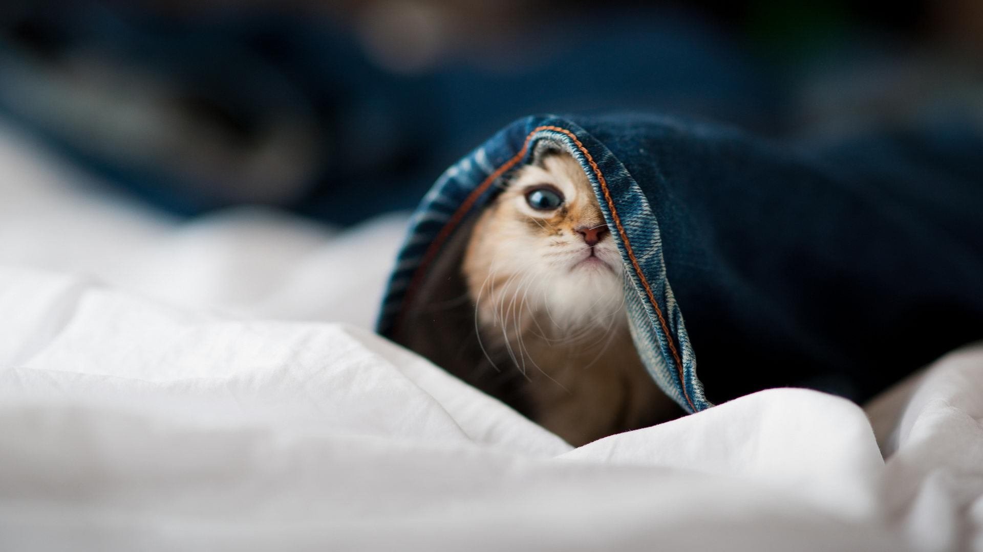 开云体育入口-拉文，决胜局的英雄，不朽封神夜！