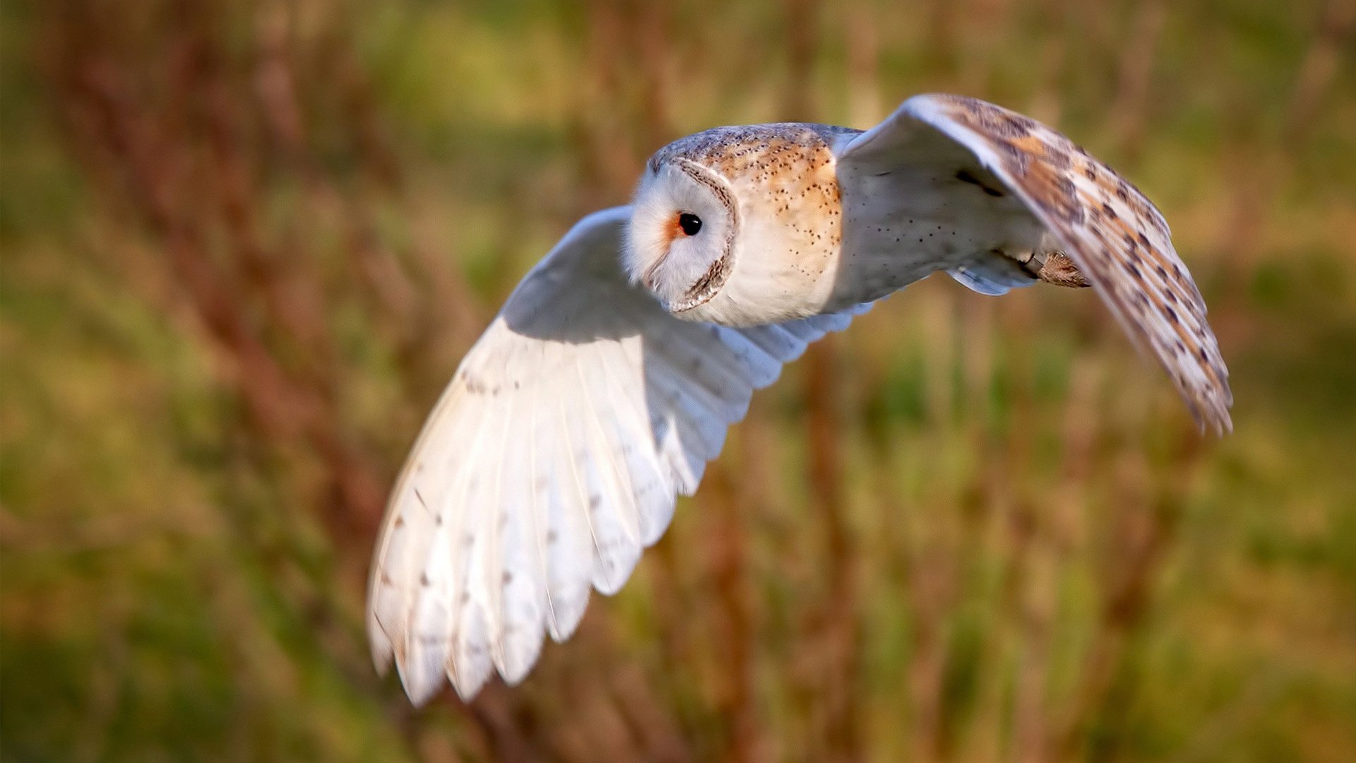 铁腕之下,一点星光,布鲁诺如何化身破局者,诠释关键先生的真谛