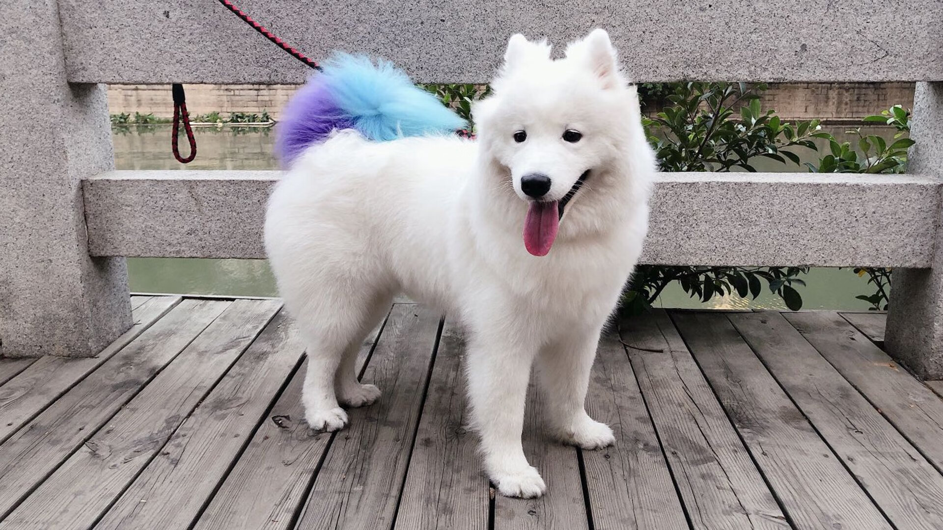 脚步声中的篮球哲学，从上海滩到冠军梦