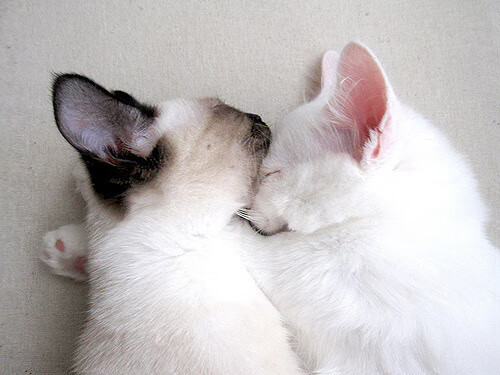 德罗赞的手术刀式杀伤，步行者用韧性切开山西队的铁桶阵