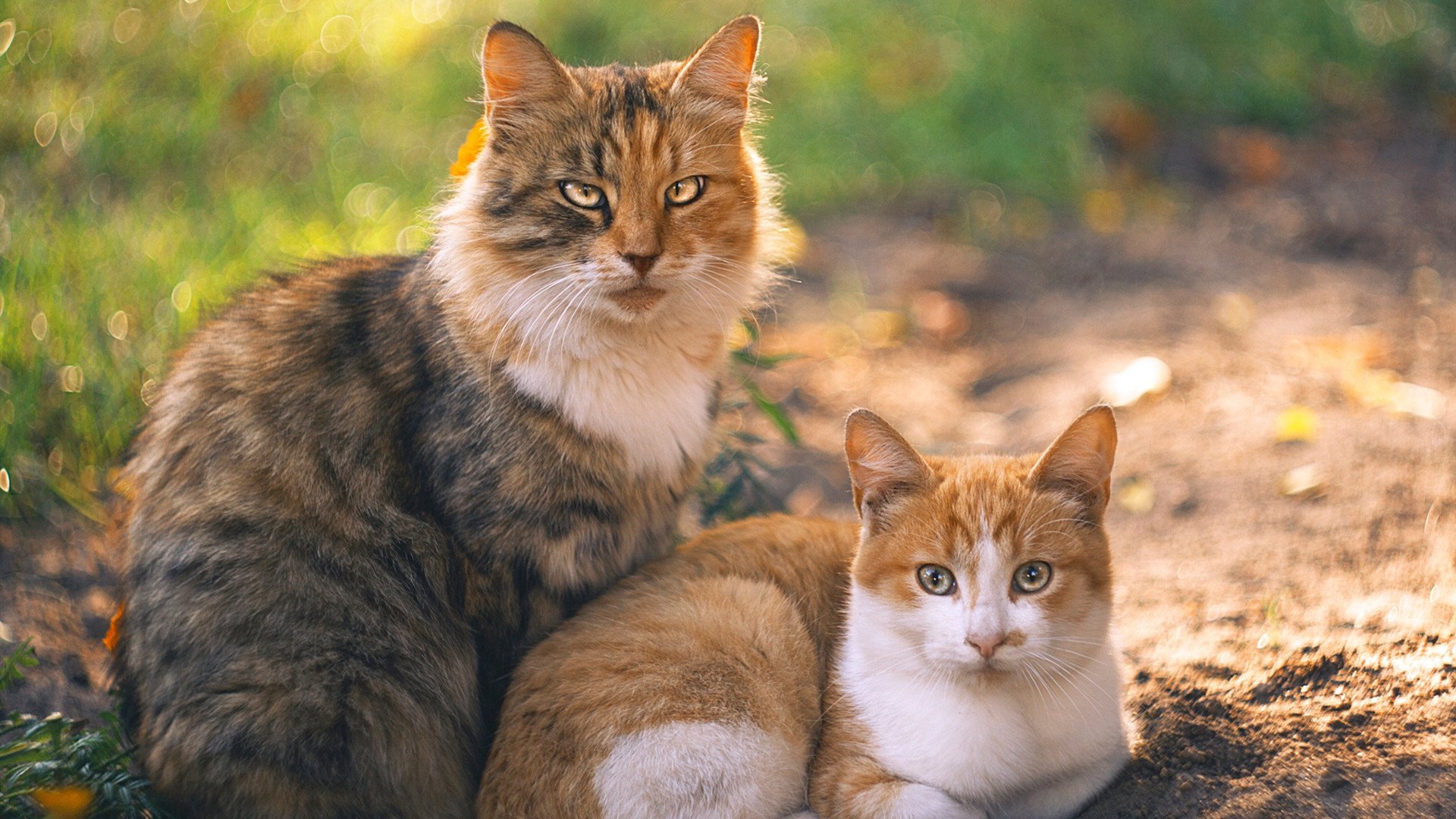 开云体育官网-暗夜灯塔，范戴克，年度焦点之战中的硬仗之王
