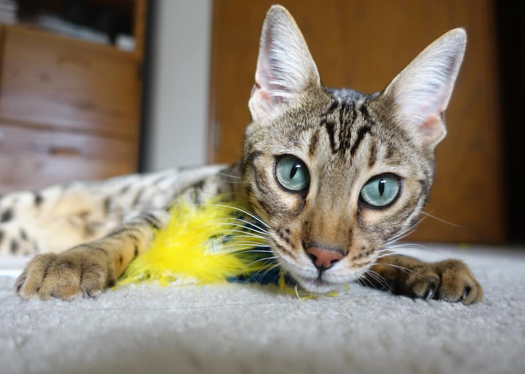 开云体育在线-东西双雄，班凯罗爆发之夜，山西队用巅峰对决告诉马刺篮球不止一种模样