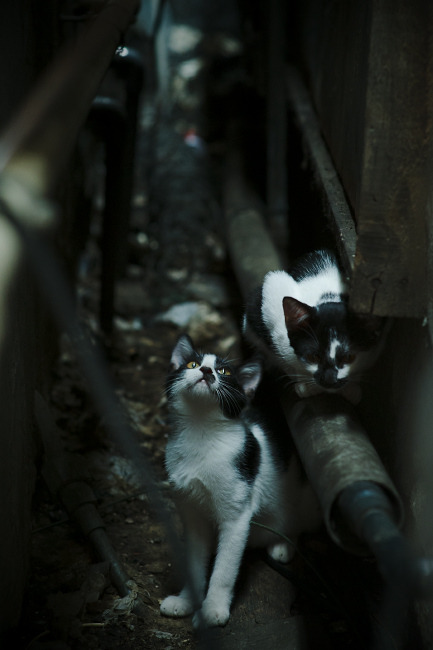 当欧冠哨声吹响玫瑰花园，开拓者以足球之名击溃湖人