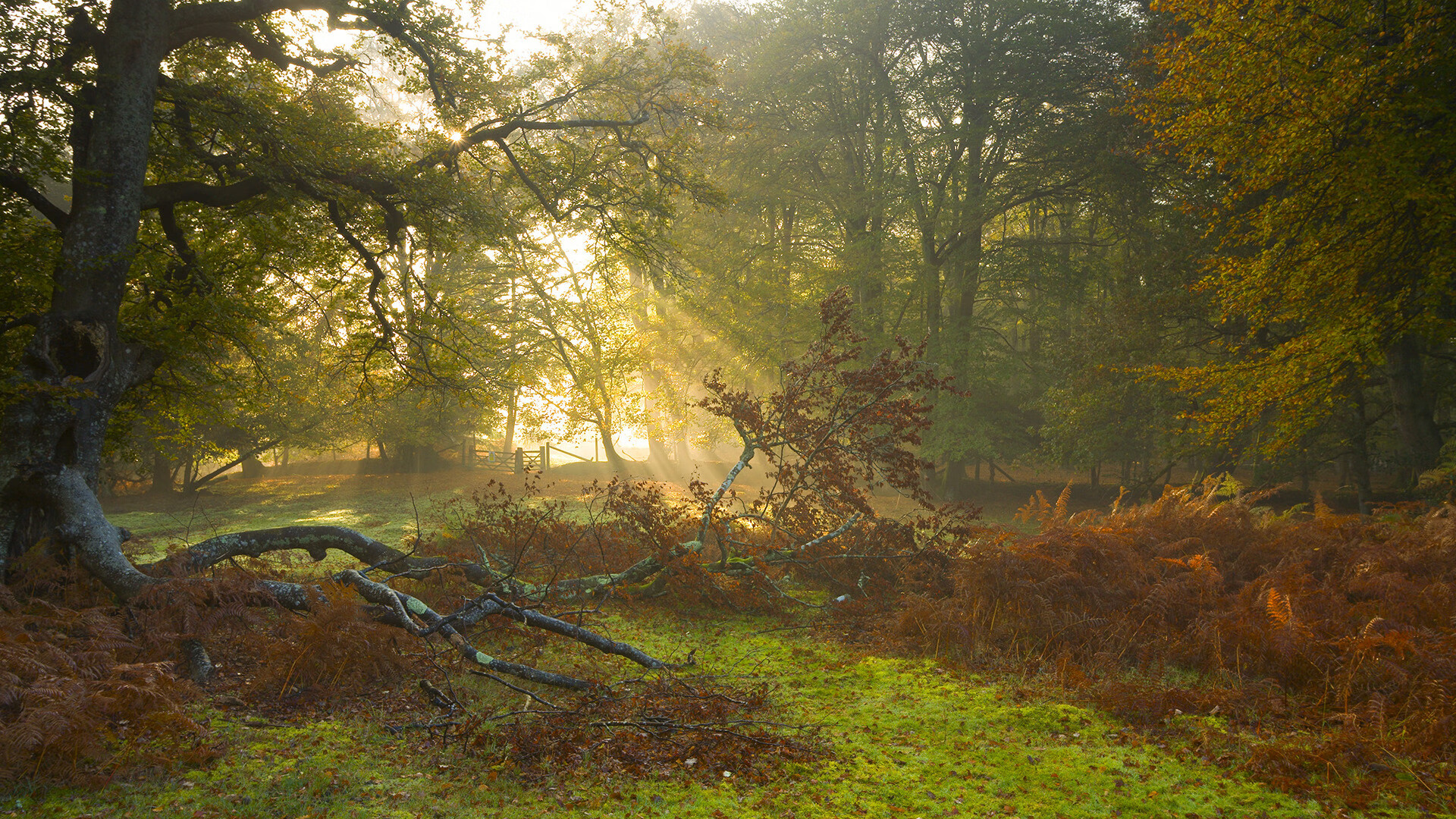 开云体育APP下载-穿越时空的射门，乌克兰对阵智利，本泽马贡献制胜表现