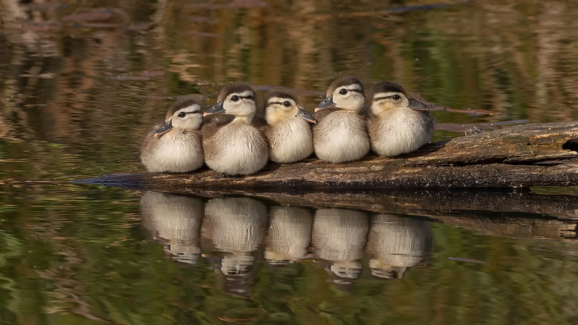 当潘帕斯雄鹰在巴格达逆风展翅，凯塞多，那记撕裂夜幕的弧线