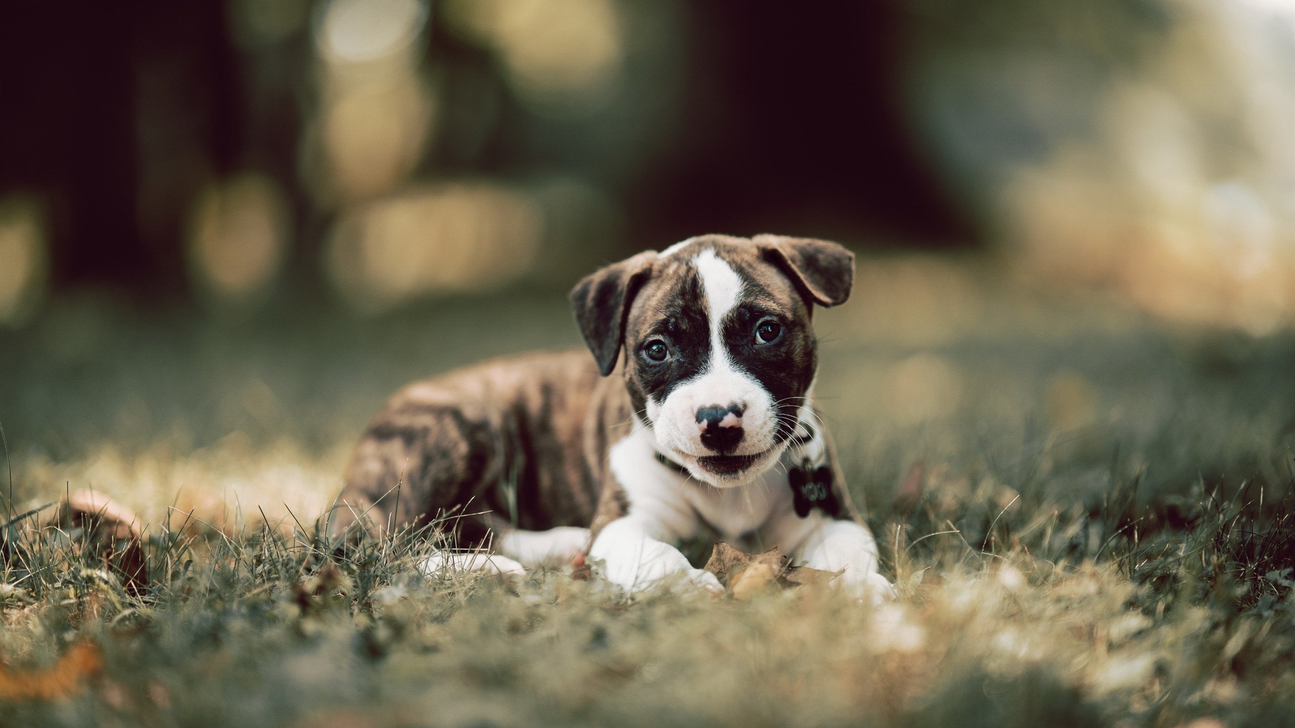 铁幕与蓝焰,当英超冠军悬念碰撞那不勒斯的马里制造