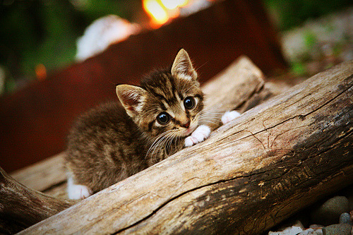 北非雄鹰啄碎太极虎，当突尼斯人的狂喜撞上加克波的无情冷静