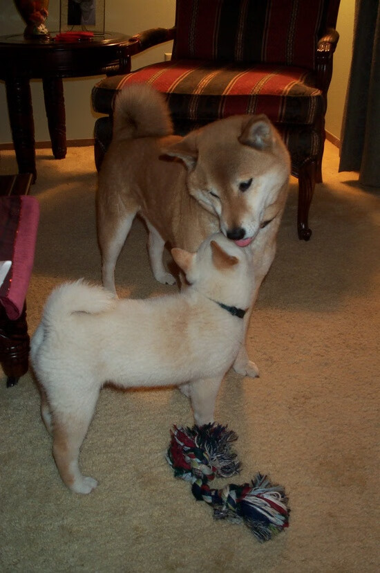 足球史诗，利物浦双冠之夜，范戴克的天空