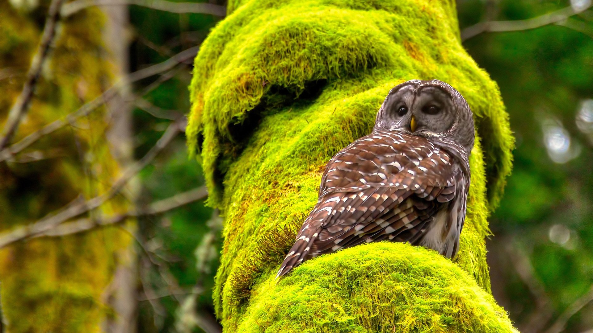 意甲焦点战的跨界启示,深圳队如何以足球战术打穿尼克斯防线