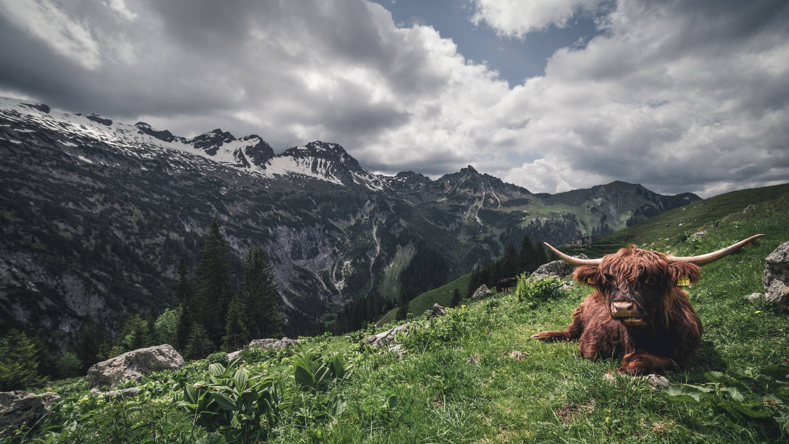 当戈贝尔筑起叹息之墙,一场定义防守美学的个人宣言