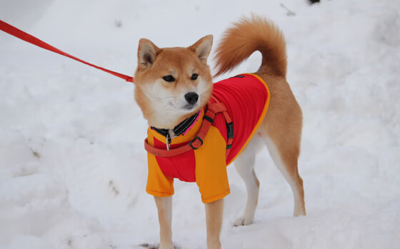 开云体育2026-诸神之战，埃及男篮压哨绝杀塞维利亚，抢七终局燃爆跨洲联赛