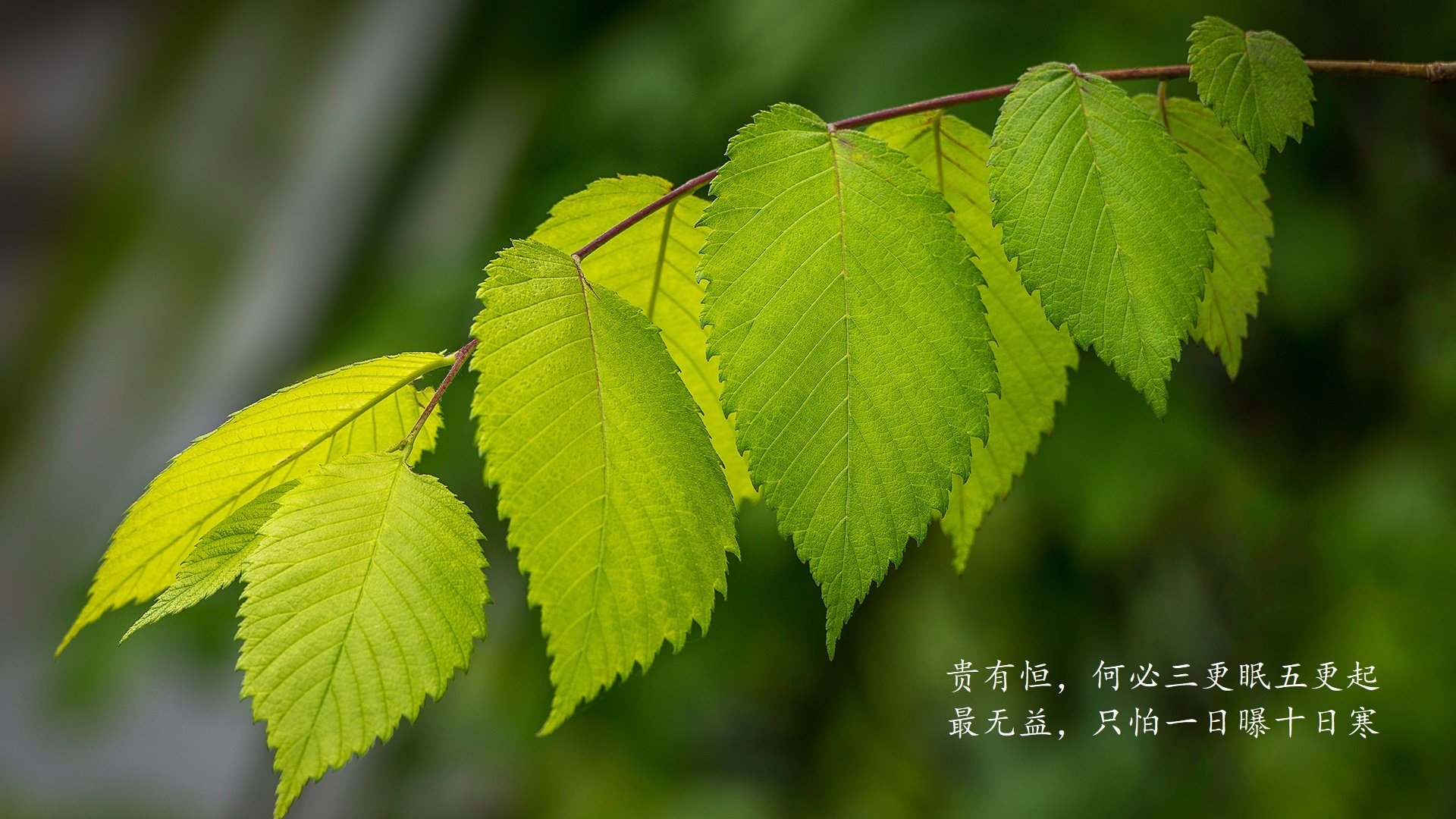 开云体育登录-南美铁闸的胜利，当阿克用洪都拉斯的锁链困住利物浦巨兽