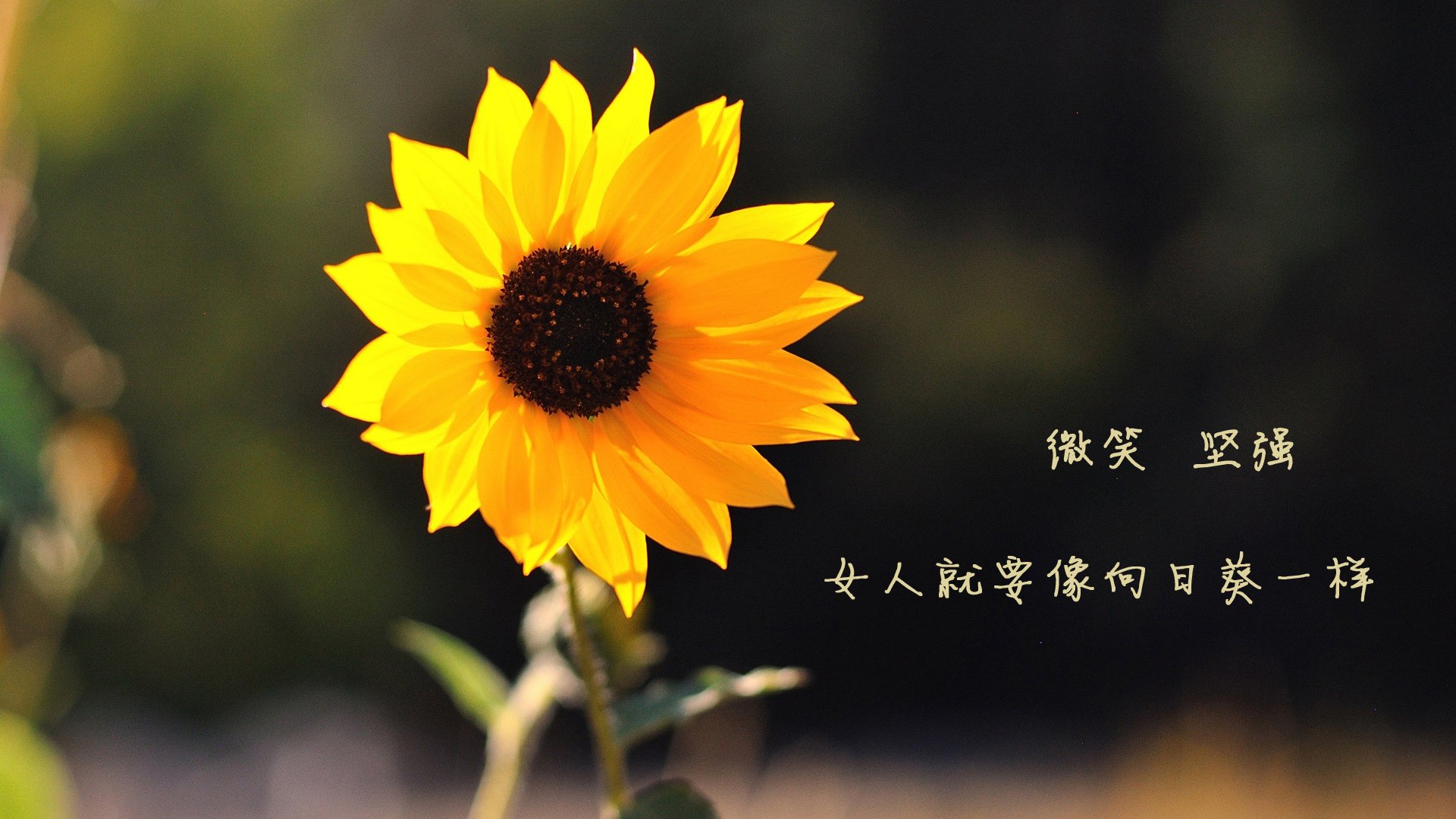 开云体育登录-唯一的神迹，2026世界杯D组，归化范戴克与泰国铁血中场，如何书写亚洲足球新史